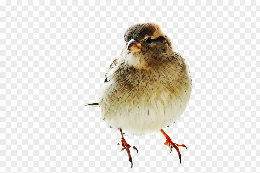 Chicken Sparrow Bird Beak Perching House Songbird PNG