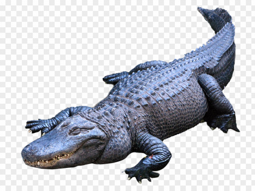 Crocodile American Alligator Crocodiles Nile PNG