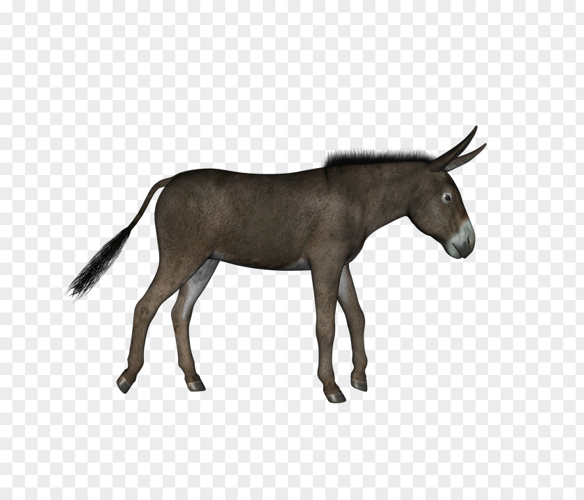Donkey Hinny Animal PNG