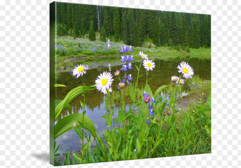 National Day Decoration Design Exquisite Mount Rainier Wildflower Flora Meadow Gallery Wrap PNG