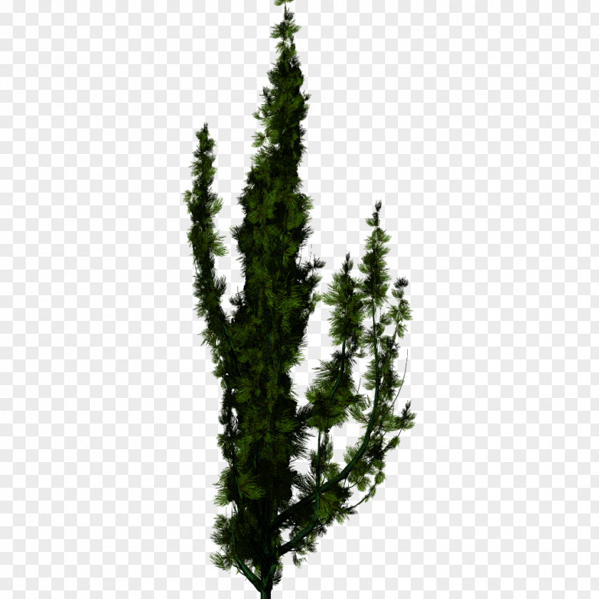 Perfect Blend Spruce Tree English Yew Fir PNG