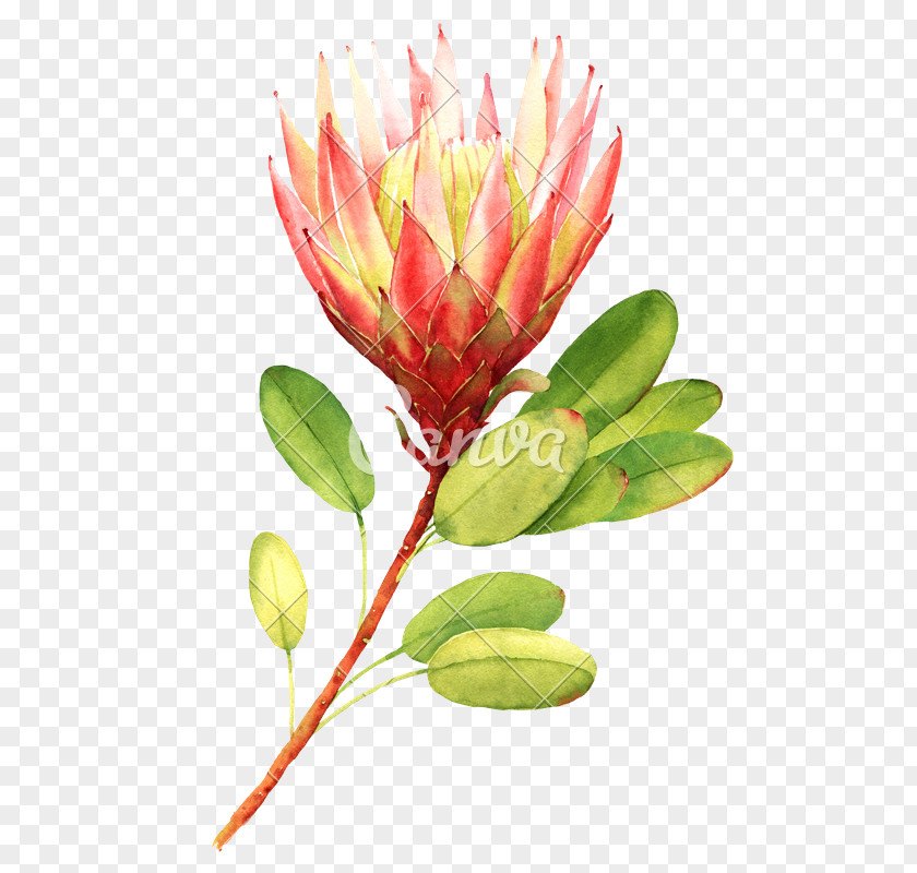 Protea Spp Cynaroides Flower Bouquet Stock Photography Drawing Floral Design PNG