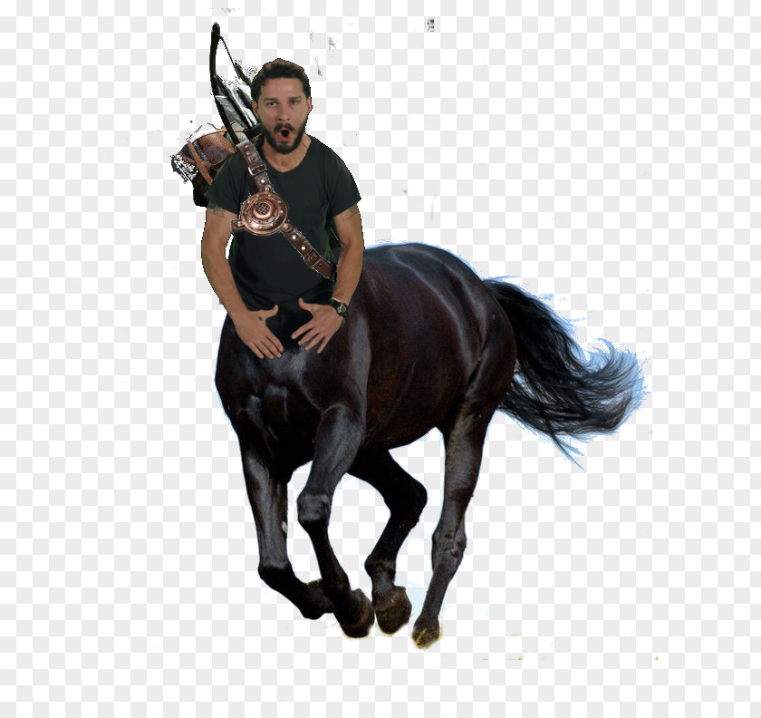 Shia Labeouf Horse Bird Depression Anxiety Veterinarian PNG