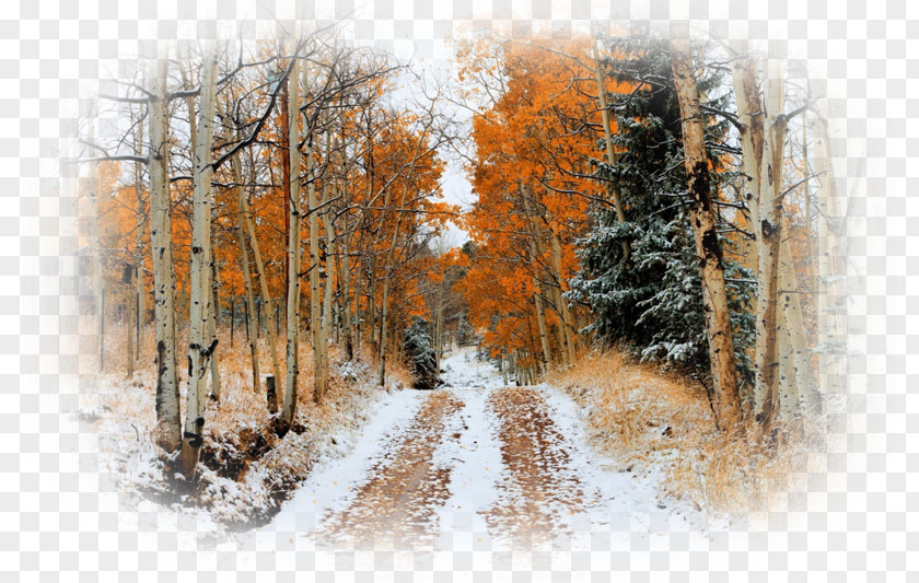 Snow Autumn Leaf Color Tree Desktop Wallpaper PNG