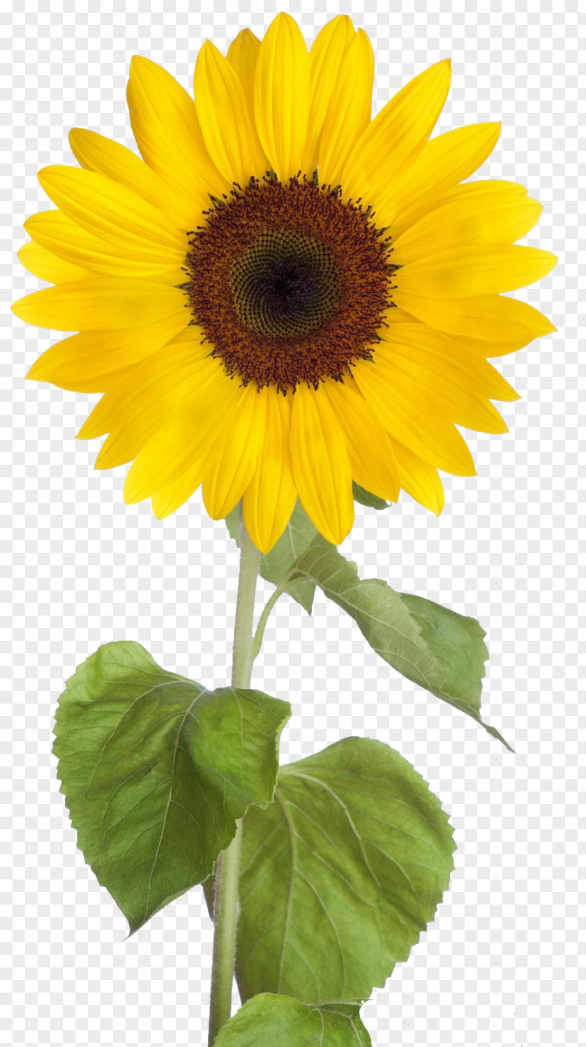 Sunflower Common Desktop Wallpaper Clip Art PNG