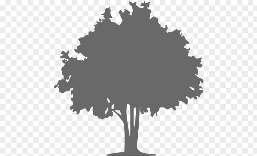Tree The Doctor Vector Graphics Oak PNG