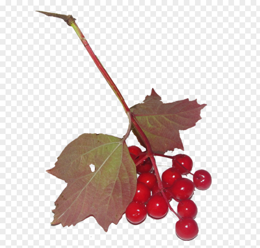 A Cherry Blossom Fruit Cerasus PNG