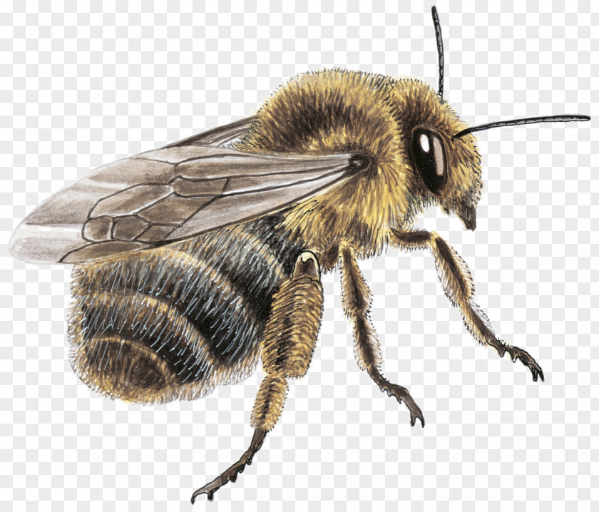 Butine Honey Bee Fond Blanc Mason Yellow Blue PNG