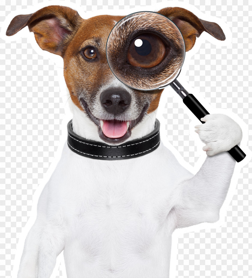 Dog Stock Photography Royalty-free Image PNG