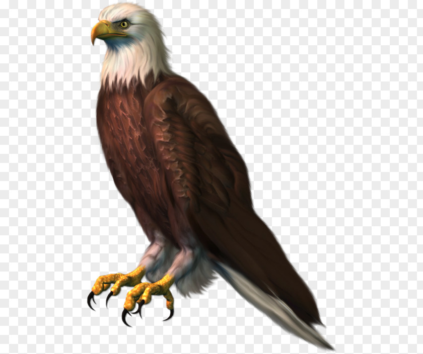 Eagle Bald Clip Art PNG