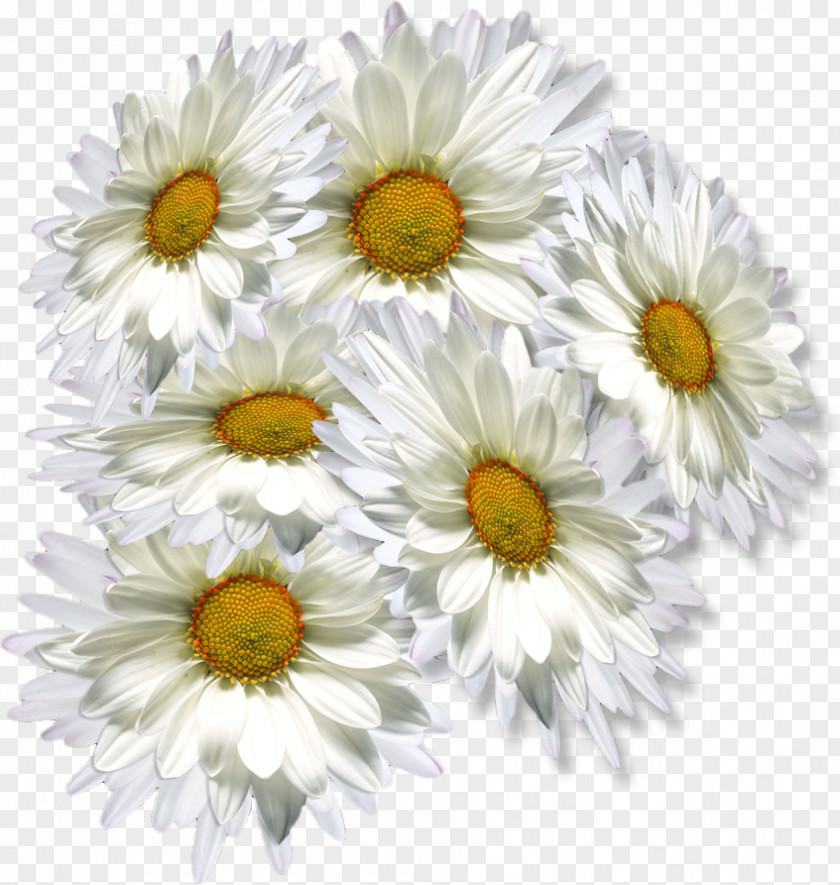 Oxeye Daisy Chrysanthemum Tea Clip Art PNG