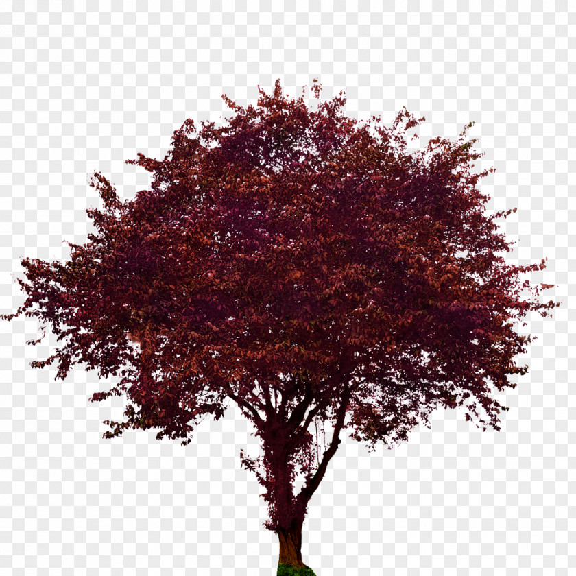 Plum Tree Maple Woody Plant PNG