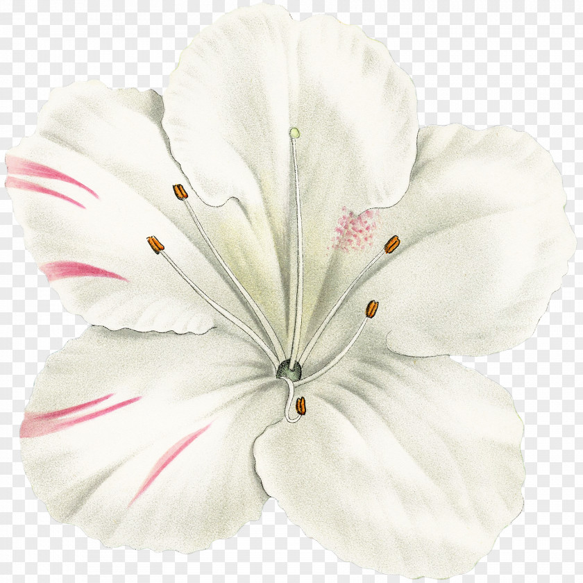 Azalea Button Geraniales Cut Flowers PNG