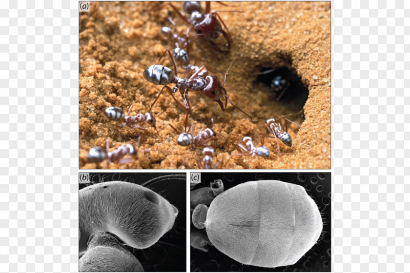 Desert Sahara Cataglyphis Bombycina Dorylus Ant Colony PNG