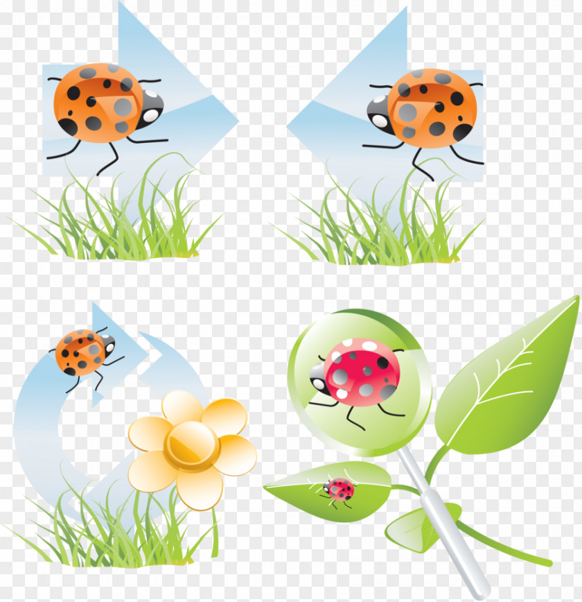 Elpac Oy Coccinella Insect Clip Art PNG