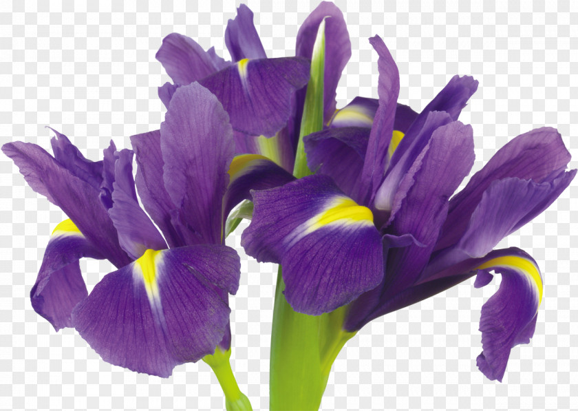 Iris Flower Versicolor Stock Photography Spuria Purple PNG