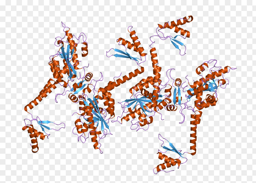 Poly(A)-specific Ribonuclease (PARN) Enzyme PNG