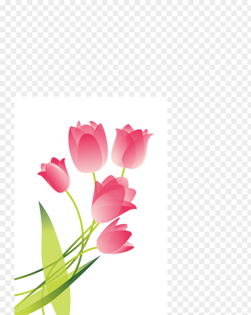 Tulip Floral Design Cut Flowers Petal PNG