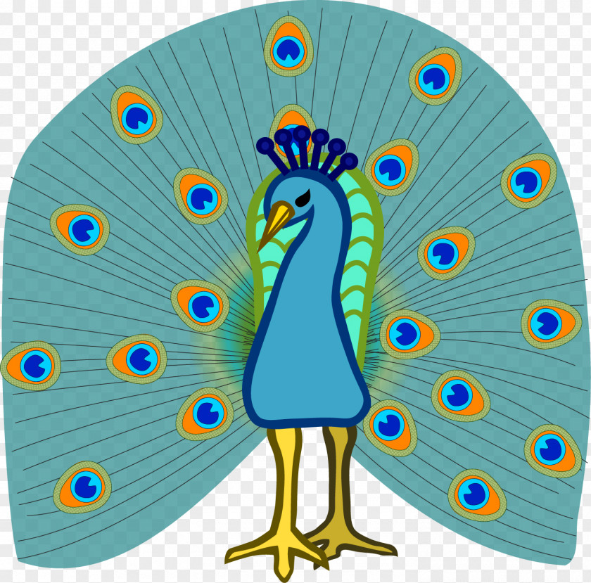 Vector Peacock Bird Peafowl Drawing Clip Art PNG