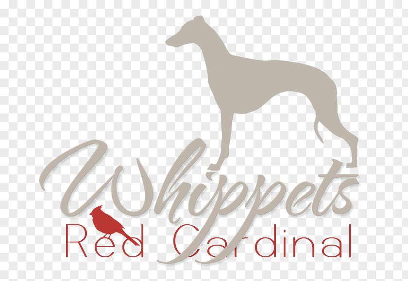 Whippet Italian Greyhound Spanish Dog Breed PNG