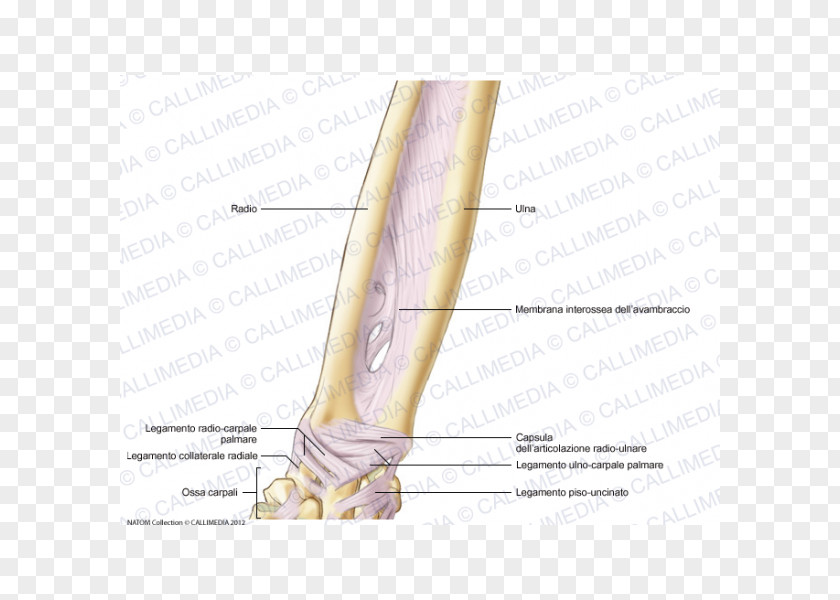 Capsule Cartoon Thumb Elbow Bone Forearm Ligament PNG