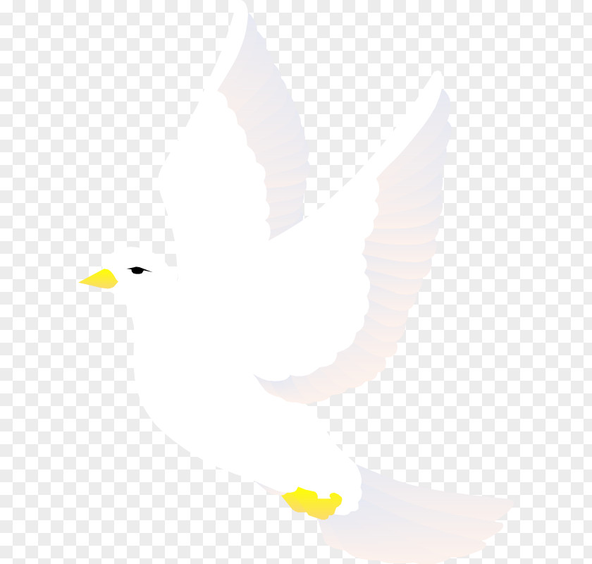 Dove Vector PNG