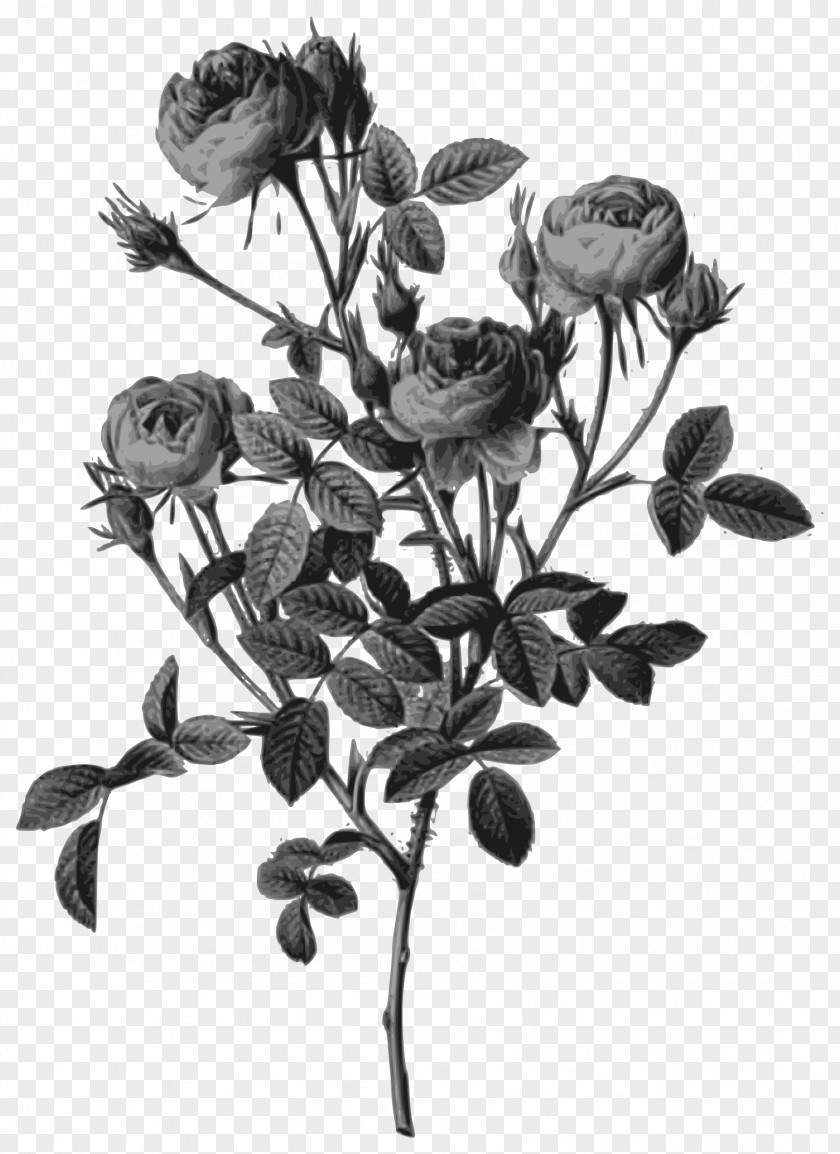 Flower Botanical Illustration Art Moss Rose Illustrator PNG