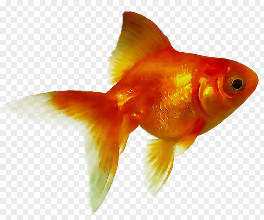 Goldfish Feeder Fish Bony Fishes Akwarium Kulowe PNG