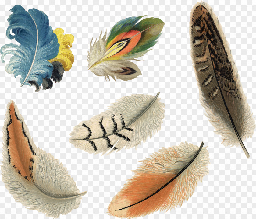 Hand-painted Feathers Feather Ink Pen PNG