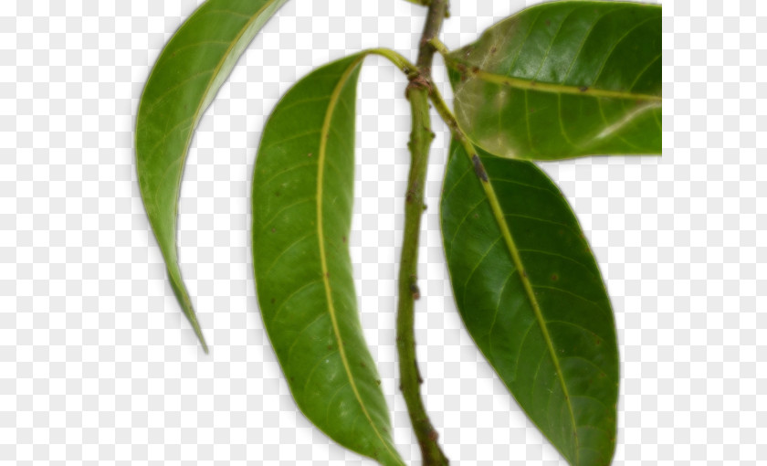 Leaf Bouea Macrophylla Branch Mango Fruit PNG
