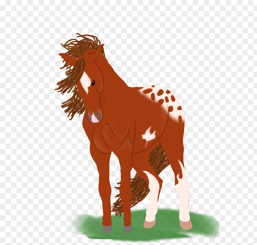 Mustang Foal Stallion Colt Mare PNG