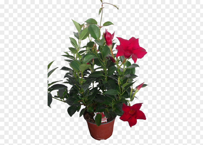 Plant Houseplant Cut Flowers Rocktrumpet Cape Jasmine PNG