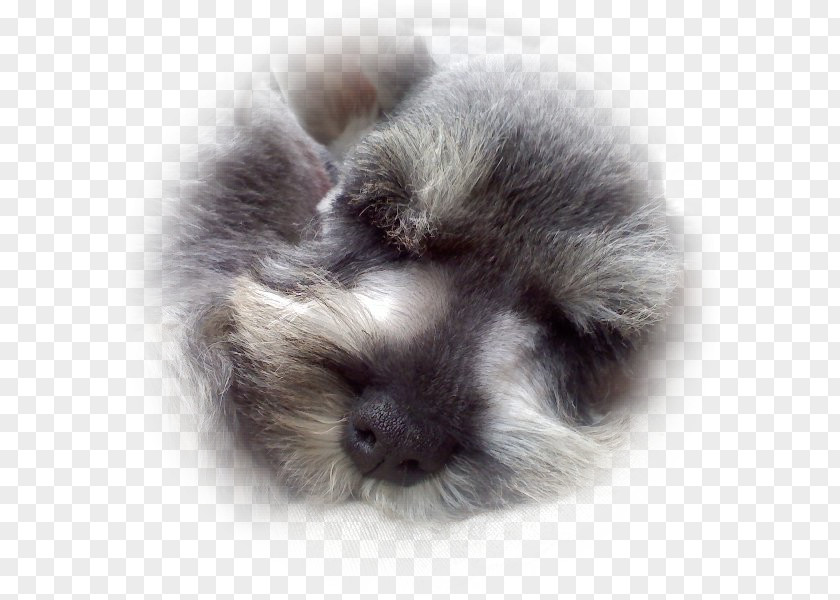 Puppy Rex Rabbit Fur Clothing Dog Breed Whiskers PNG