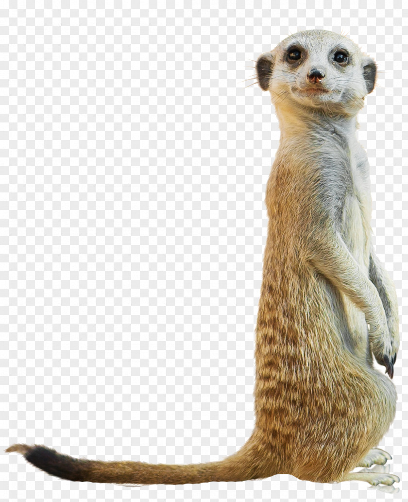 UK Compare The Meerkat San Diego Zoo Baboons Child PNG