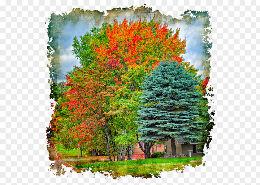 Autumn Colors Long-sleeved T-shirt Tree Woody Plant PNG