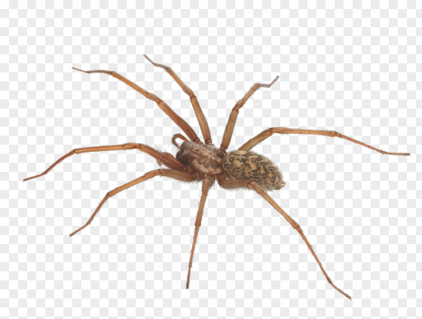 Black Widow Spider Drawing Spiders And Scorpions Wolf Pest Control Brown Recluse Beneficial Insects PNG