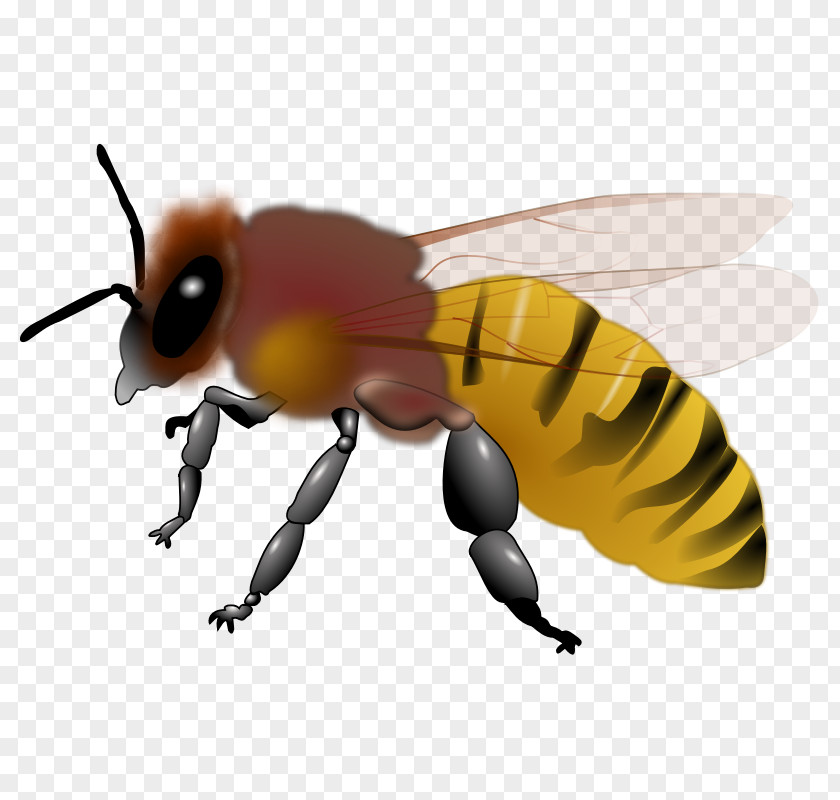 Honeybee Pictures Honey Bee Maya Clip Art PNG