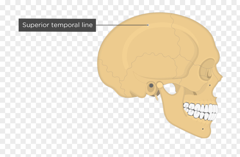 Skull Temporal Line Parietal Bone Anatomy PNG