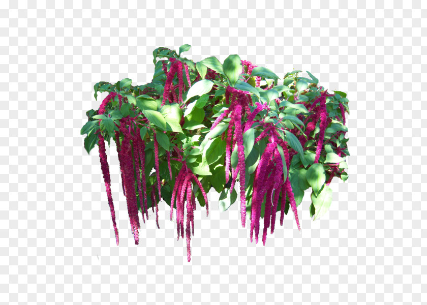 Vegetable Magenta Fuchsia Flowerpot PNG