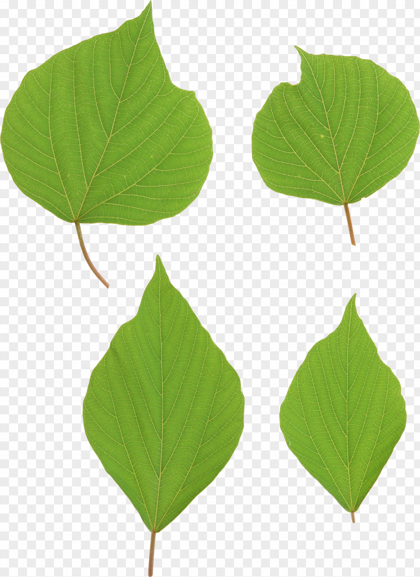 Green Leaves Picture Leaf Clip Art PNG