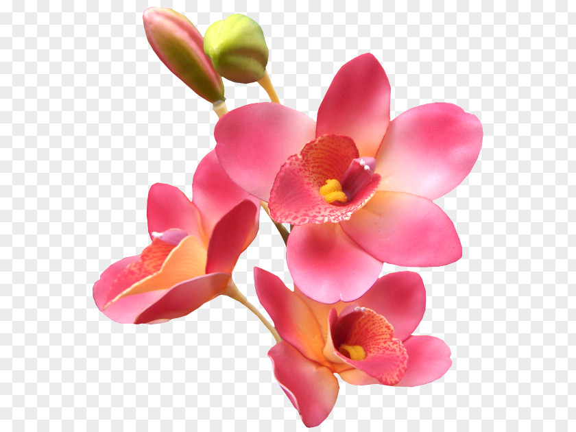 Orchid Love Good Romance Giphy PNG