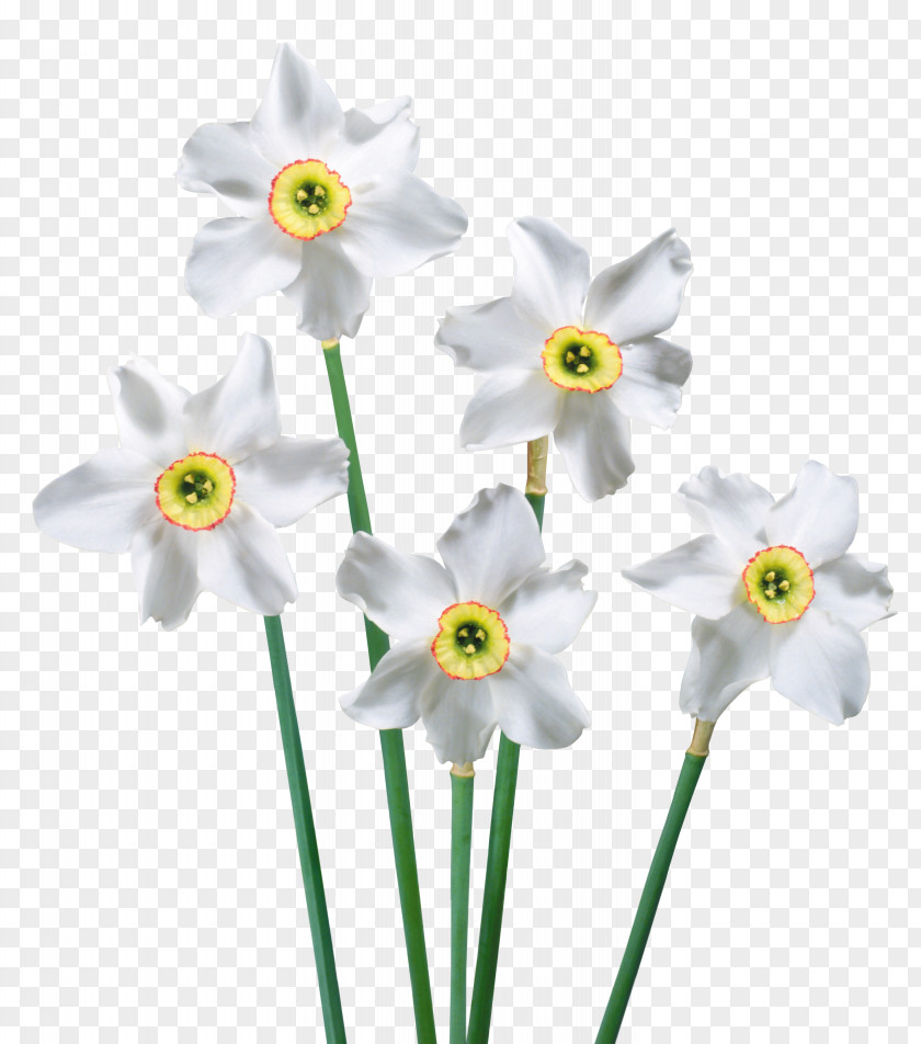 Spring White Daffodils Picture Flower Clip Art PNG