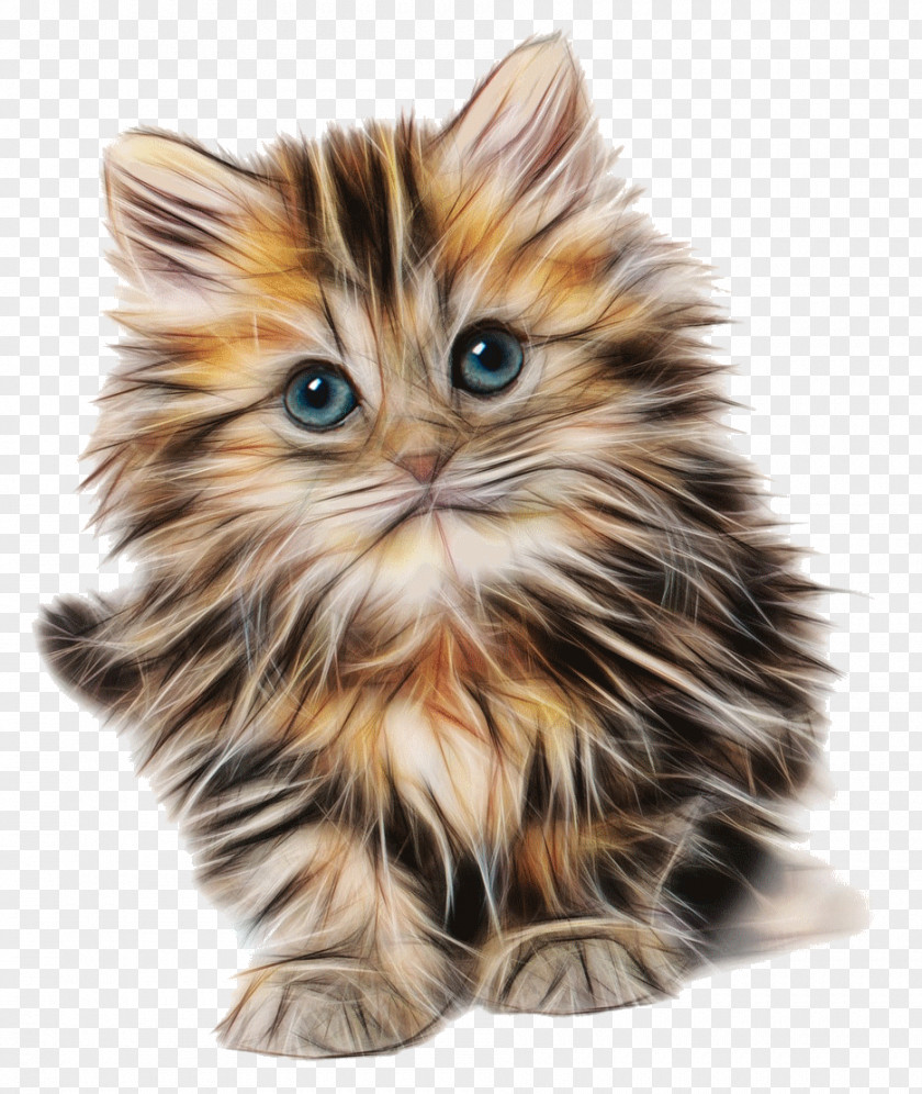 Cat Cute Kitten, Drawing PNG