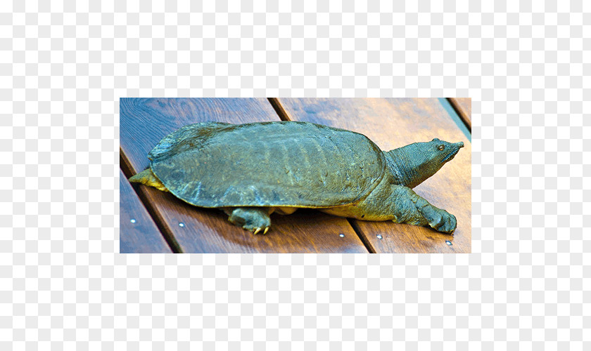 Turtle Loggerhead Sea Common Snapping Box Turtles La Quinta Inns & Suites PNG