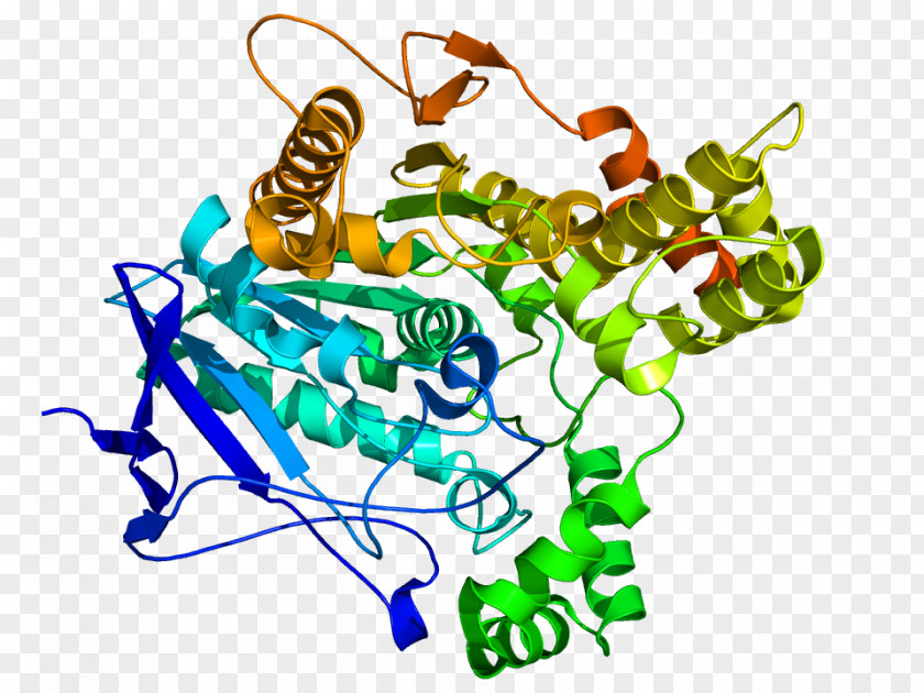 Acetylcholinesterase Enzyme Organophosphate PNG