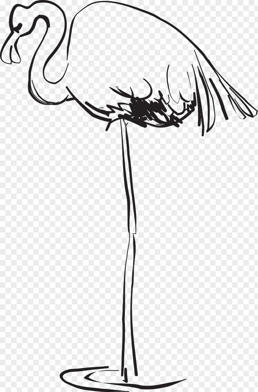 Bird Greater Flamingo Beak Clip Art PNG