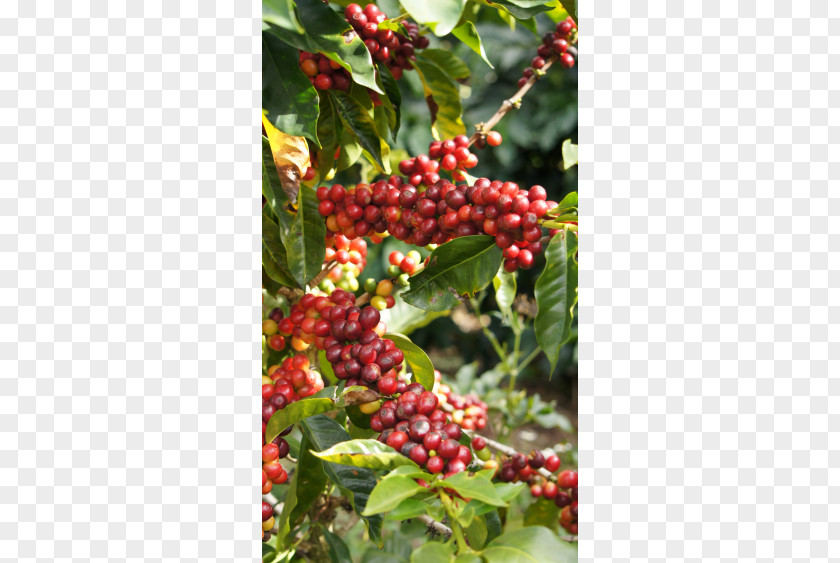 Coffee Plantation Kona Silver Buffaloberry Aquifoliaceae District, Hawaii Pink Peppercorn PNG