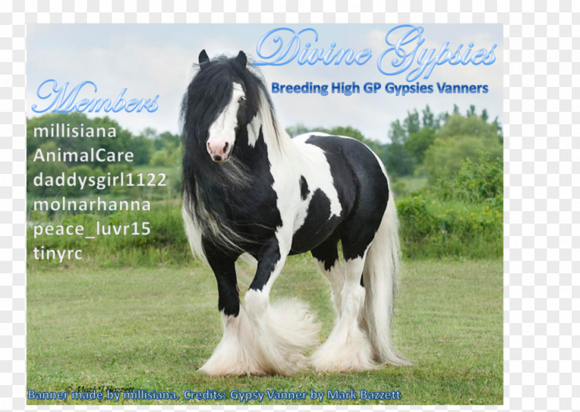 Howrse Gypsy Horse Clydesdale Shire Cob Icelandic PNG
