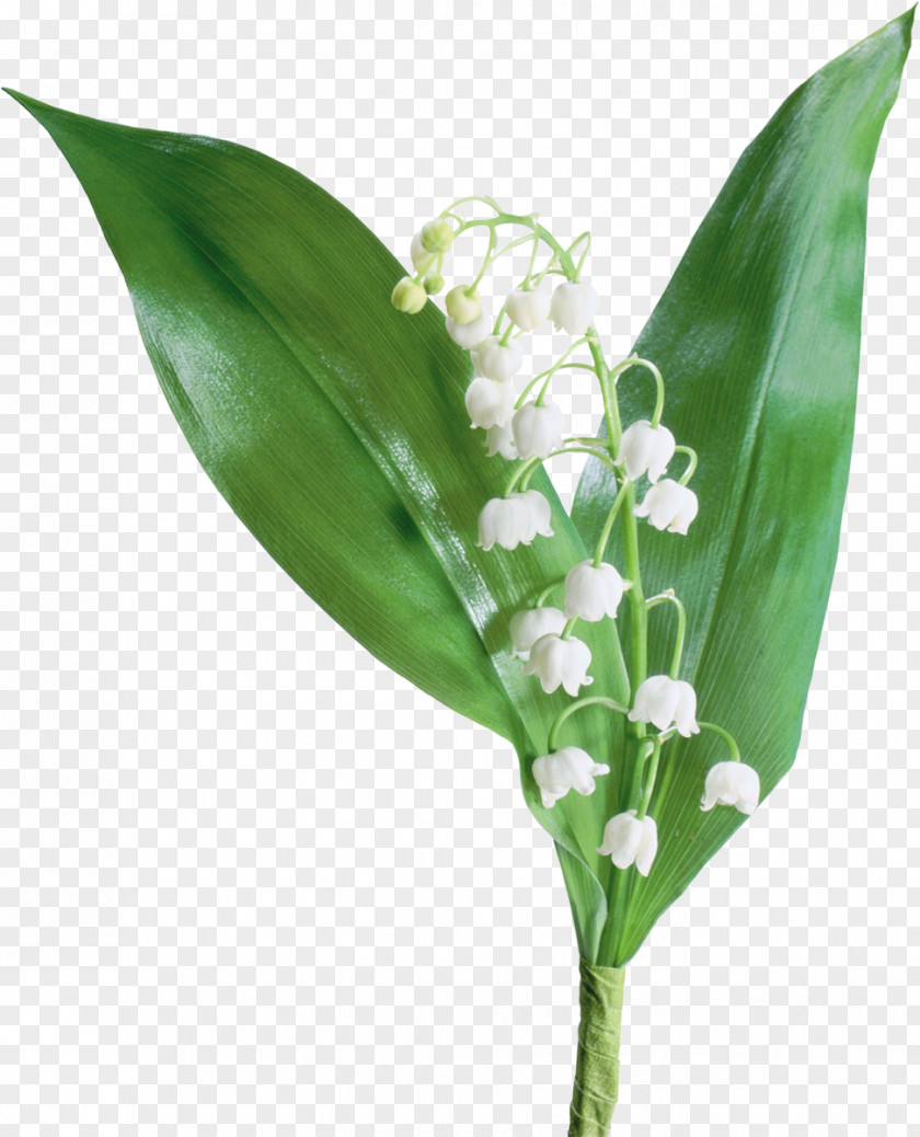 Lily Of The Valley France Flower PNG