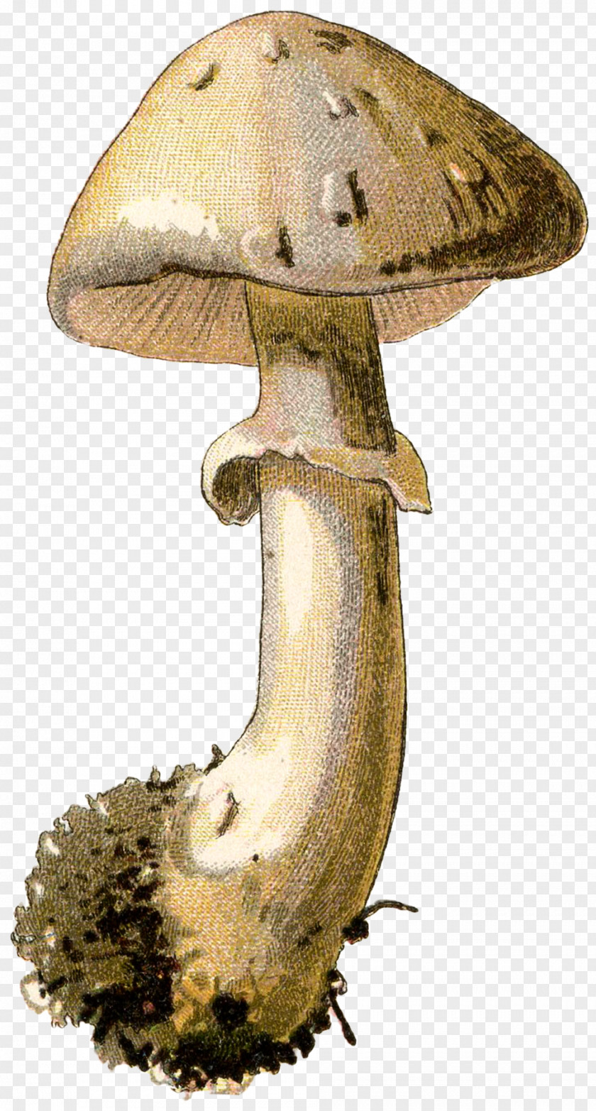 Mushroom Fairy Fungus Edible PNG
